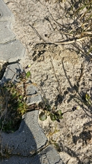 Viola tricolor tricolor