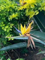 Strelitzia reginae reginae