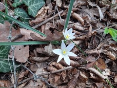 Ornithogalum fimbriatum