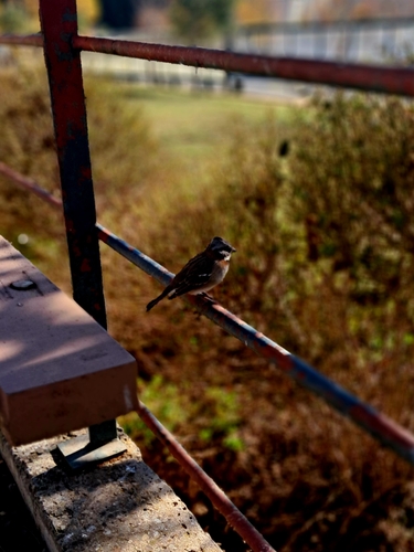 Chilean Rufous-collared Sparrow