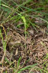 Pterostylis alveata