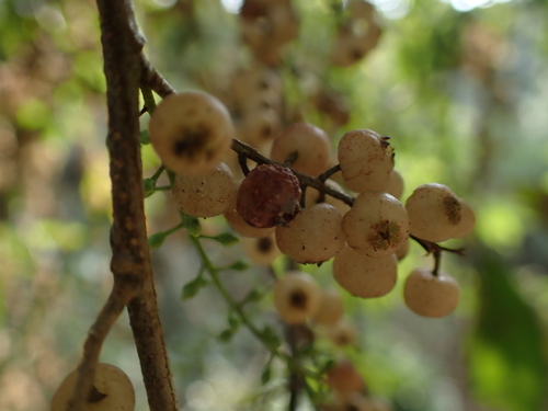 Maesa indica, photograph 3