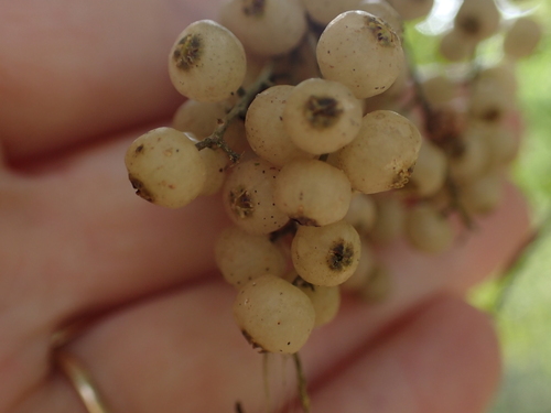 Maesa indica