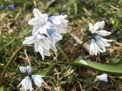 Puschkinia