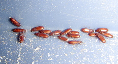Tribolium castaneum