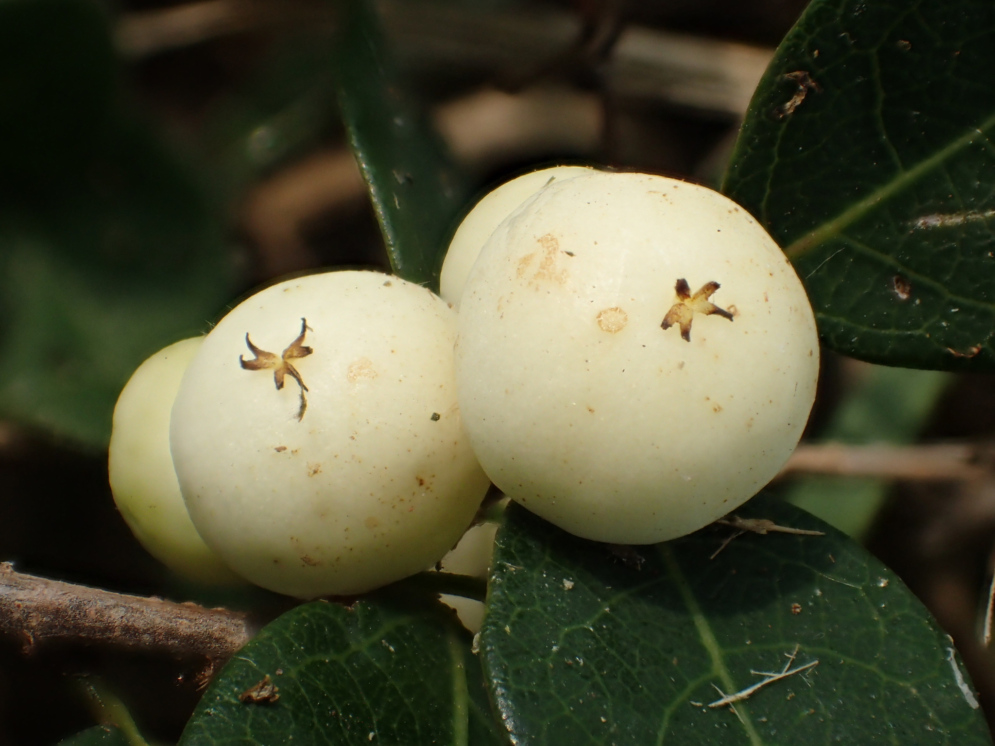 Flueggea virosa