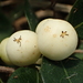 Snowberrytree - Photo (c) 葉子, some rights reserved (CC BY-NC), uploaded by 葉子
