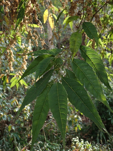 Maesa indica, photograph 1