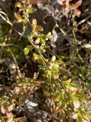 Vaccinium tenellum