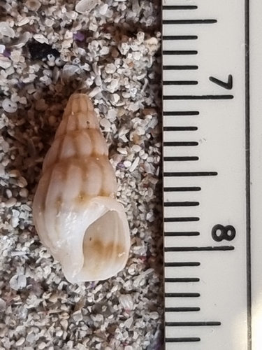Nassarius capensis observed 2026-04-27
