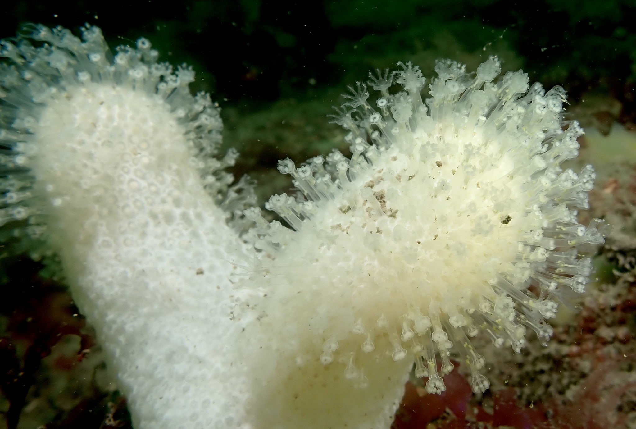 Alcyonium digitatum Linnaeus, 1758