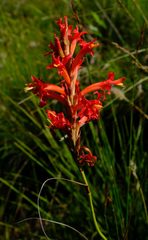 Tritoniopsis burchellii
