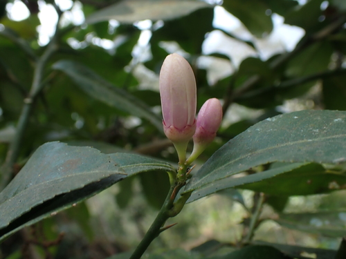 Citrus medica