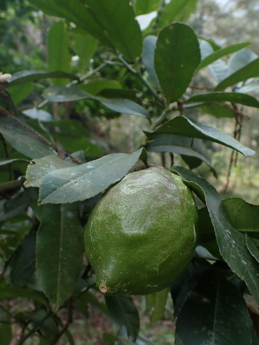 Citrus medica