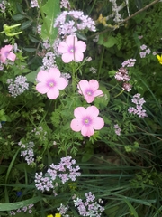 Linum pubescens