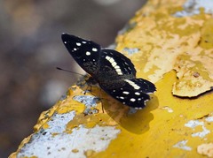 Anthanassa subota
