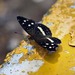 Mariposa Cresciente - Photo (c) upupamartin, algunos derechos reservados (CC BY-NC-ND), subido por upupamartin