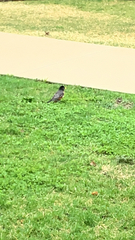 Turdus migratorius