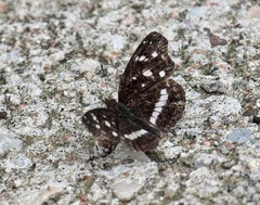 Anthanassa subota