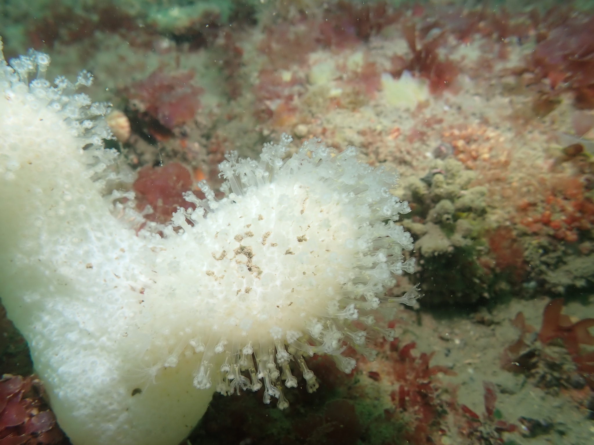 Alcyonium digitatum Linnaeus, 1758