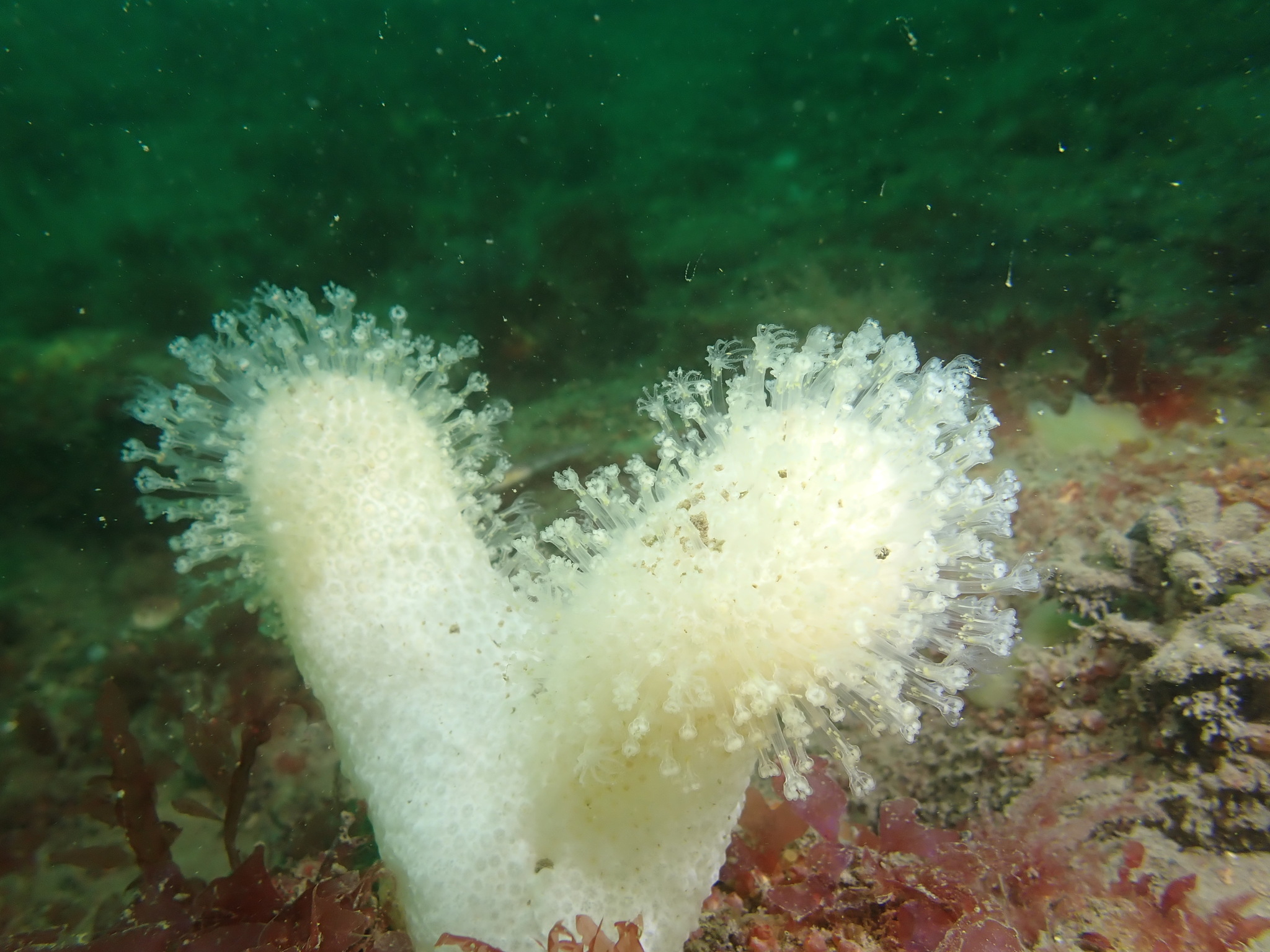 Alcyonium digitatum Linnaeus, 1758