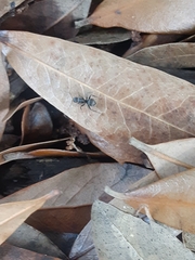 Camponotus novogranadensis