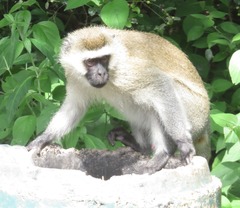 Chlorocebus tantalus