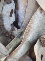 Camponotus novogranadensis