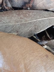 Camponotus novogranadensis