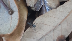 Camponotus novogranadensis