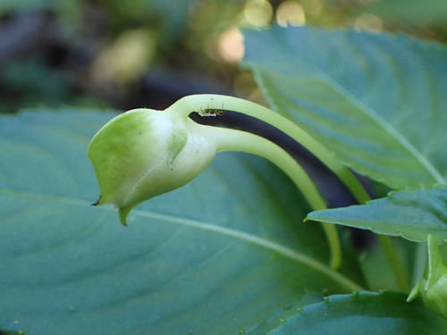 Impatiens flaccida