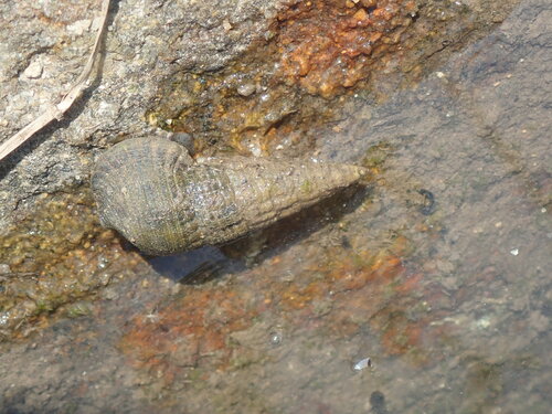 Terebralia sulcata, 2026-04-26