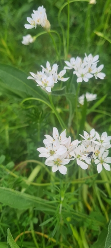 Allium trifoliatum, photograph 4
