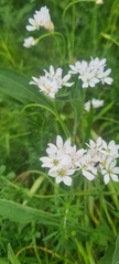Allium trifoliatum, photograph author not stated, no rights reserved