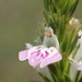 Rostellularia hayatae - Photo no hay derechos reservados, subido por 葉子