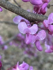 Cercis canadensis canadensis