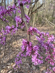Cercis canadensis canadensis
