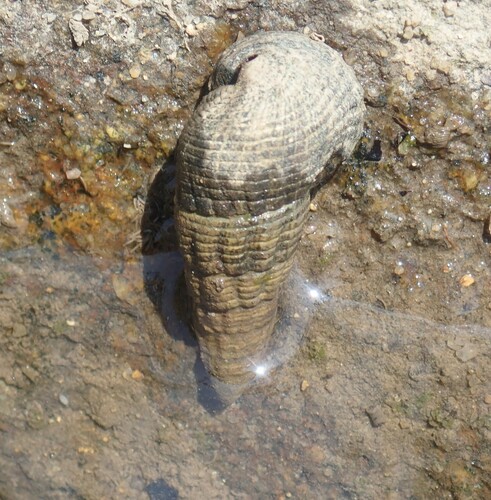 Terebralia sulcata, 2026-04-26