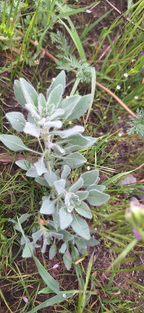 Haplophyllum pedicellatum; photograph G'ofurova Gulxayo, CC BY, iNaturalist via GBIF
