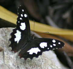 Oxeoschistus tauropolis tauropolis
