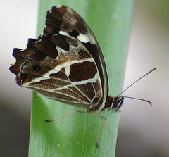 Oxeoschistus tauropolis tauropolis