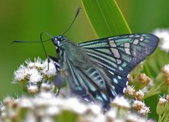Phocides urania urania