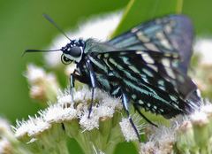 Phocides urania urania