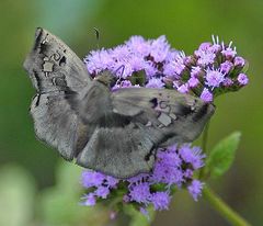 Quadrus lugubris lugubris
