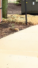 Sciurus niger