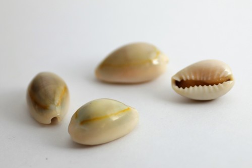 Gold Ring Cowry