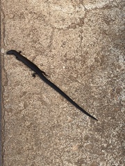 Leptosiaphos kilimensis