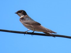 Hirundo dimidiata dimidiata