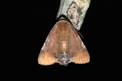 Eulepidotis hebe