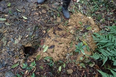 Manis pentadactyla pentadactyla